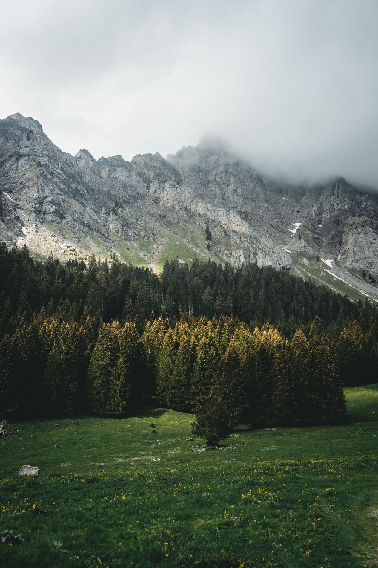 Alpine forest
